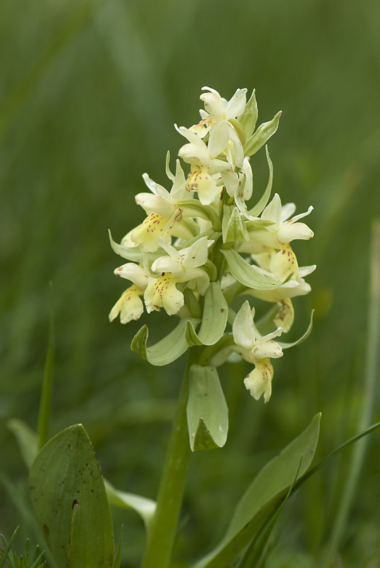 Dactylorhiza sambucina ?